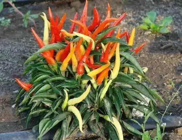 MEDUSA Pepper Seeds  ,Capsicum Annuum, Ornamental - Caribbean garden seed