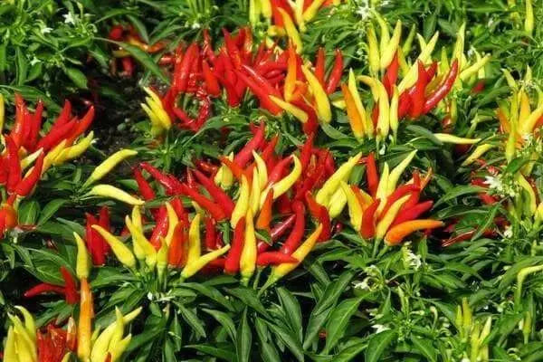 MEDUSA Pepper Seeds  ,Capsicum Annuum, Ornamental - Caribbean garden seed