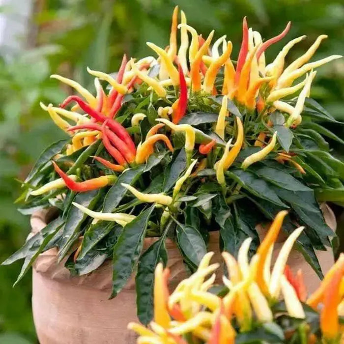 MEDUSA Pepper Seeds  ,Capsicum Annuum, Ornamental - Caribbean garden seed