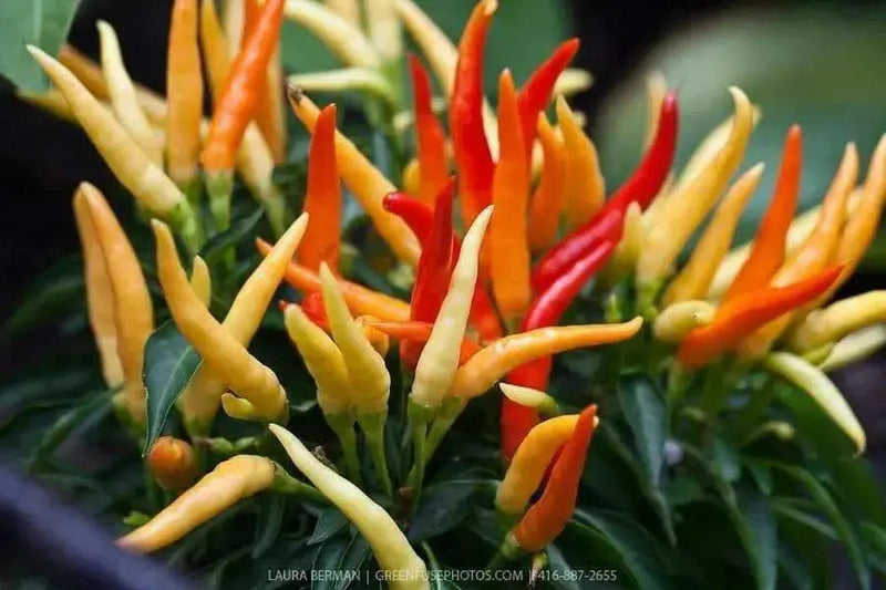 MEDUSA Pepper Seeds  ,Capsicum Annuum, Ornamental - Caribbean garden seed