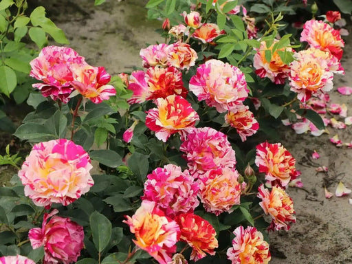 Maurice Utrillo  (1 Plant) TROPICAL ,Outdoor,perennial shrub - Caribbean garden seed