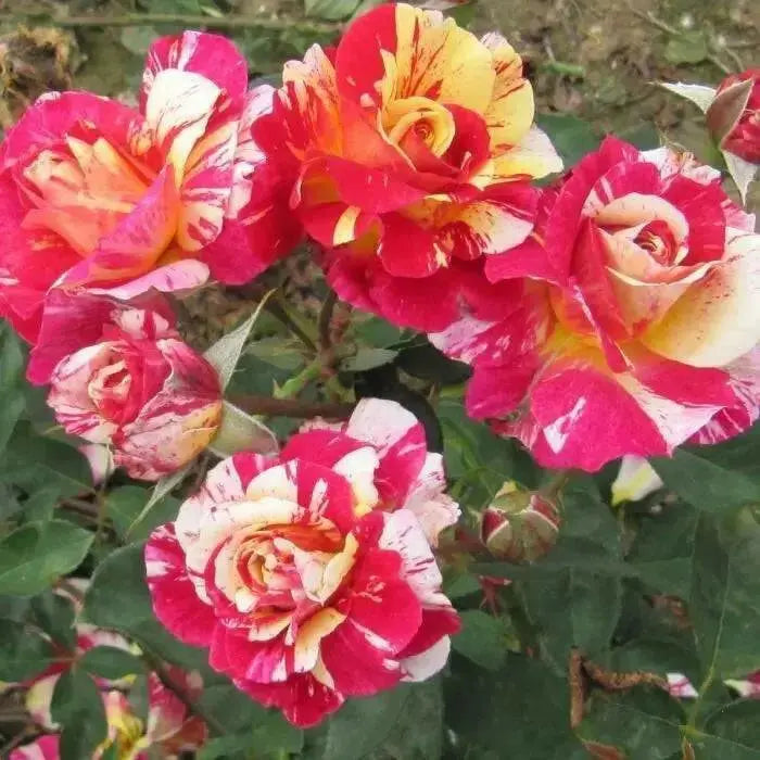 Maurice Utrillo  (1 Plant) TROPICAL ,Outdoor,perennial shrub - Caribbean garden seed