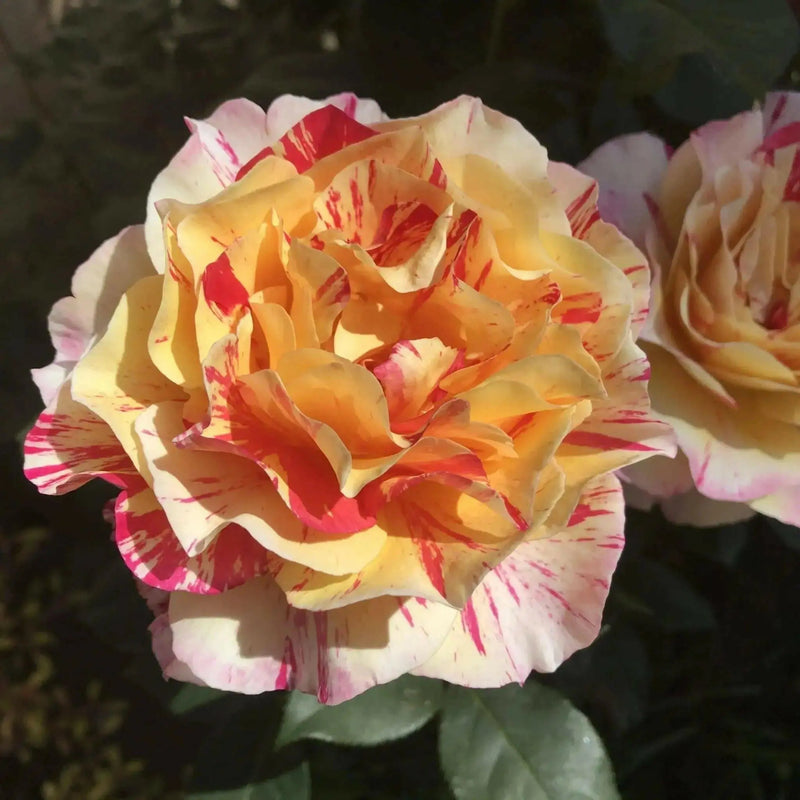 Maurice Utrillo  (1 Plant) TROPICAL ,Outdoor,perennial shrub - Caribbean garden seed