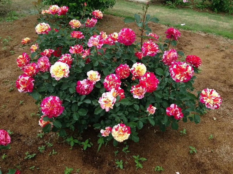Maurice Utrillo  (1 Plant) TROPICAL ,Outdoor,perennial shrub - Caribbean garden seed