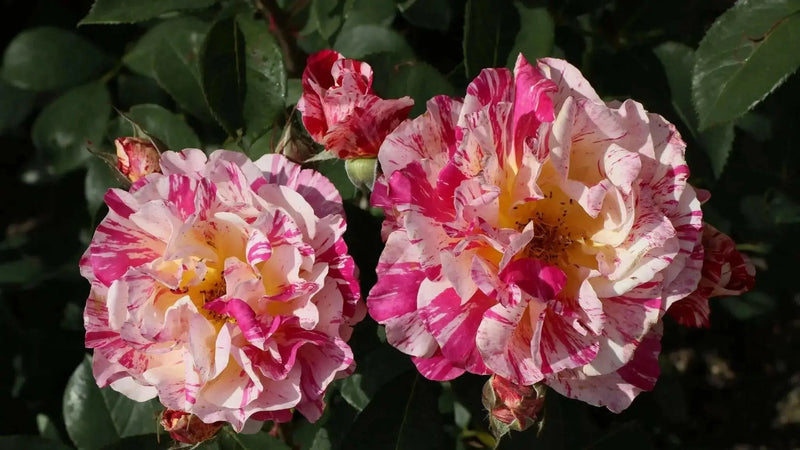 Maurice Utrillo  (1 Plant) TROPICAL ,Outdoor,perennial shrub - Caribbean garden seed