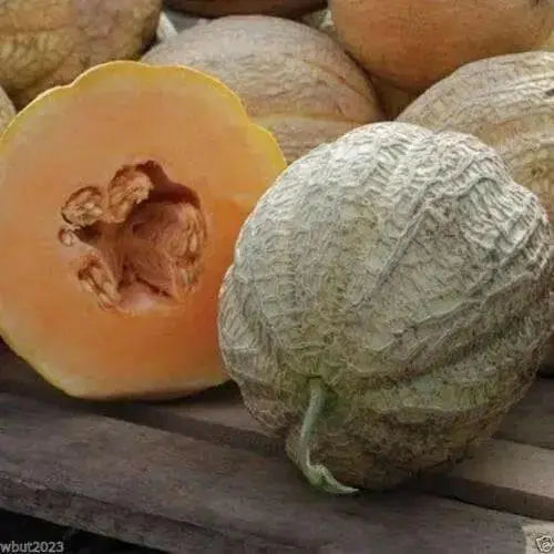 Melon Seeds, "Pride of Wisconsin"  (Cucumis melo) ,Heirloom cantaloupes! - Caribbean garden seed