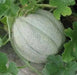 Melon Seeds, "Pride of Wisconsin"  (Cucumis melo) ,Heirloom cantaloupes! - Caribbean garden seed