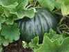 Melon Seeds,"Noir des Carmes "  a.k.a. Black Rock (Cucumis melo) French Heirloom - Caribbean garden seed