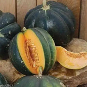 Melon Seeds,"Noir des Carmes "  a.k.a. Black Rock (Cucumis melo) French Heirloom - Caribbean garden seed