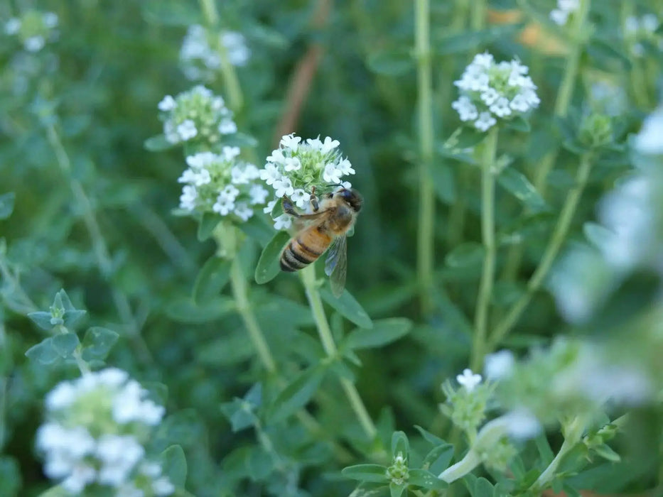 Mastic Thyme, Spanish Wood Marjoram Seeds -,Organic Perennial Herb - Caribbean garden seed