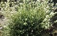 Mastic Thyme, Spanish Wood Marjoram Seeds -,Organic Perennial Herb - Caribbean garden seed