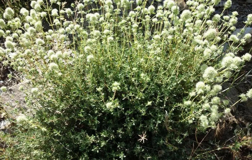 Mastic Thyme, Spanish Wood Marjoram Seeds -,Organic Perennial Herb - Caribbean garden seed