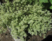 Mastic Thyme, Spanish Wood Marjoram Seeds -,Organic Perennial Herb - Caribbean garden seed