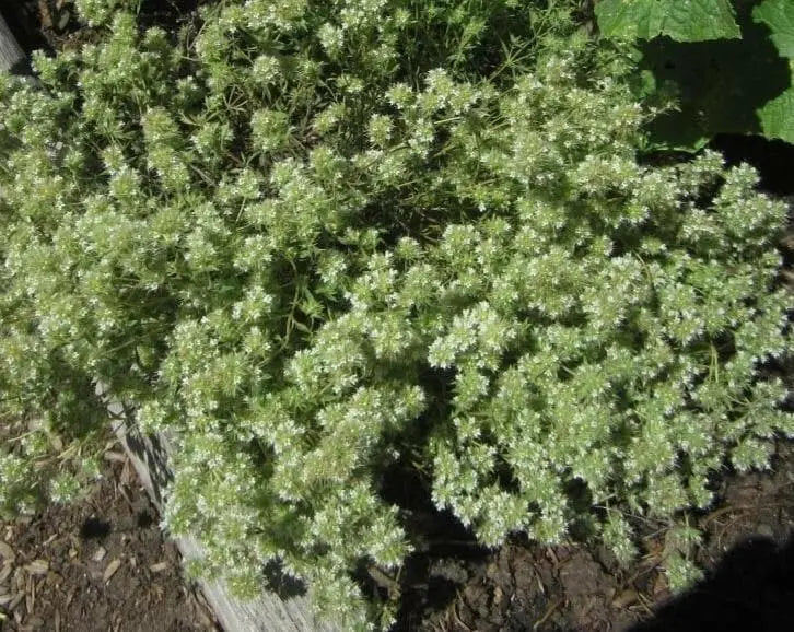 Mastic Thyme, Spanish Wood Marjoram Seeds -,Organic Perennial Herb - Caribbean garden seed