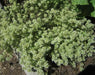 Mastic Thyme, Spanish Wood Marjoram Seeds -,Organic Perennial Herb - Caribbean garden seed