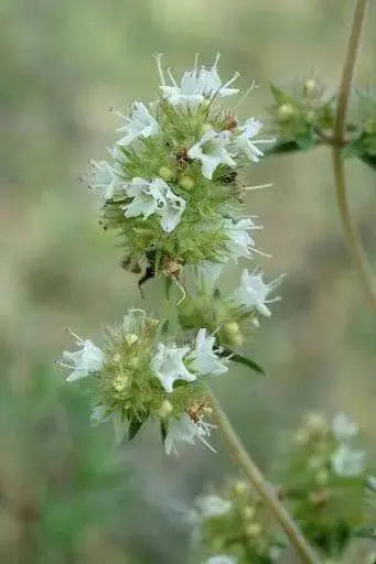 Mastic Thyme, Spanish Wood Marjoram Seeds -,Organic Perennial Herb - Caribbean garden seed