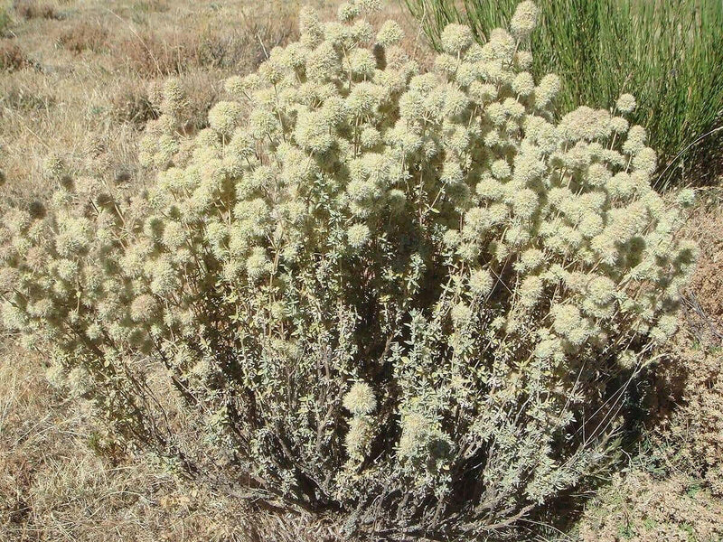 Mastic Thyme, Spanish Wood Marjoram Seeds -,Organic Perennial Herb - Caribbean garden seed