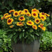 Mesa bright bicolor, blanket flower seeds,ANNUAL - Caribbean garden seed