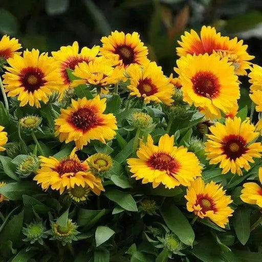 Mesa bright bicolor, blanket flower seeds,ANNUAL - Caribbean garden seed
