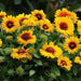 Mesa bright bicolor, blanket flower seeds,ANNUAL - Caribbean garden seed