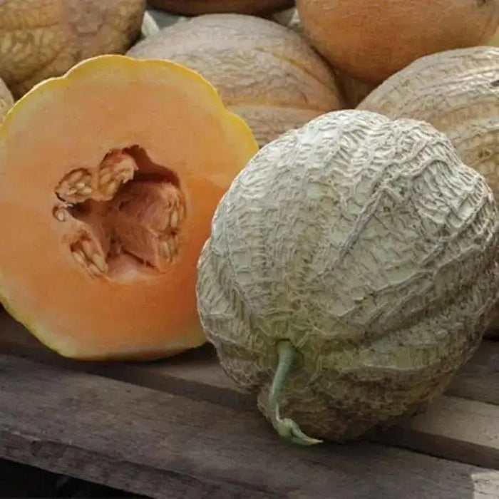 Melon Seeds,"Pride of Wisconsin" HEIRLOOM - Caribbean garden seed