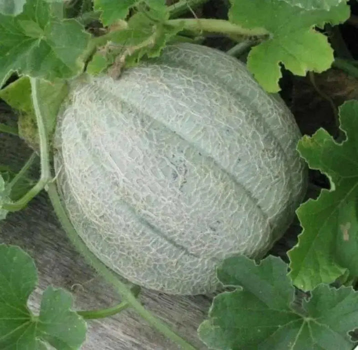 Melon Seeds,"Pride of Wisconsin" HEIRLOOM - Caribbean garden seed