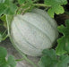 Melon Seeds,"Pride of Wisconsin" HEIRLOOM - Caribbean garden seed