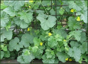 Melon Seeds,"Pride of Wisconsin" HEIRLOOM - Caribbean garden seed