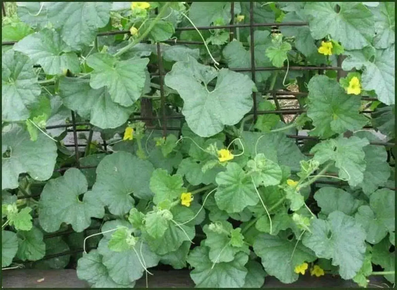 Melon Seeds,"Pride of Wisconsin" HEIRLOOM - Caribbean garden seed