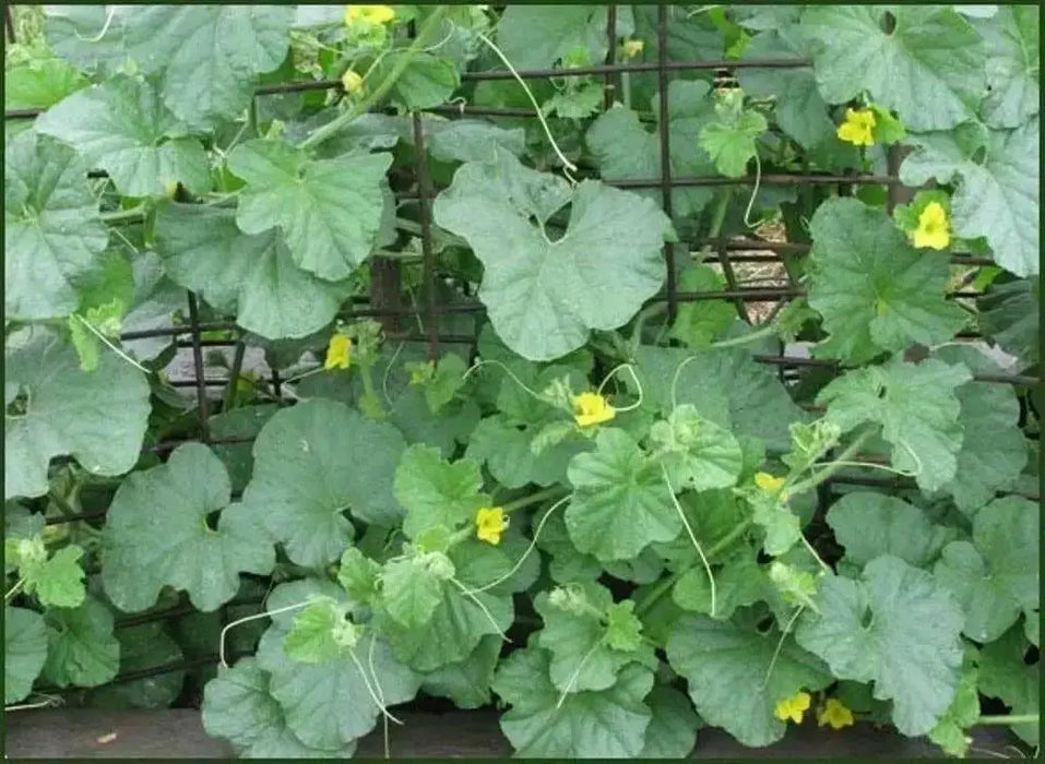 Melon Seeds,"Pride of Wisconsin" HEIRLOOM - Caribbean garden seed