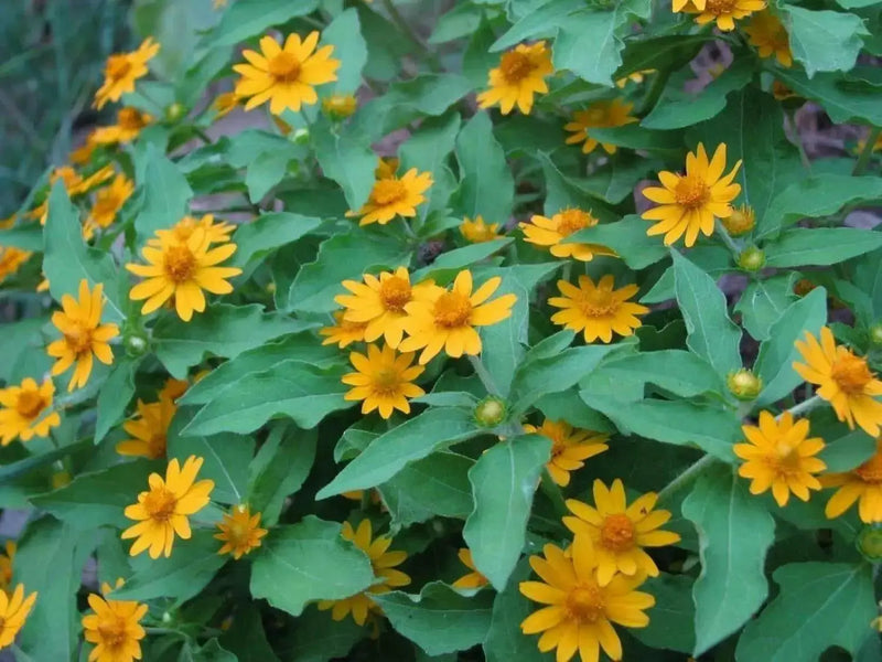 Melampodium Seeds (Melampodium Paludosum Golden Yellow) also known as medallion flower - Caribbean garden seed