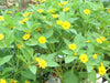 Melampodium Seeds (Melampodium Paludosum Golden Yellow) also known as medallion flower - Caribbean garden seed