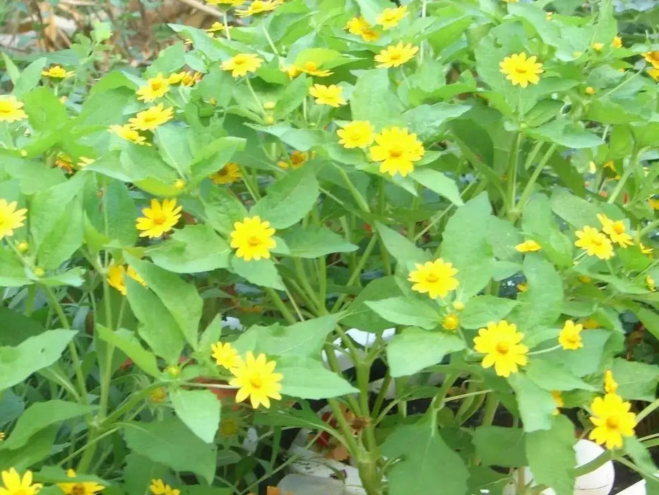 Melampodium Seeds (Melampodium Paludosum Golden Yellow) also known as medallion flower - Caribbean garden seed