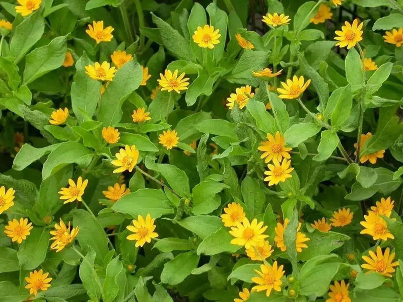Melampodium Seeds (Melampodium Paludosum Golden Yellow) also known as medallion flower - Caribbean garden seed