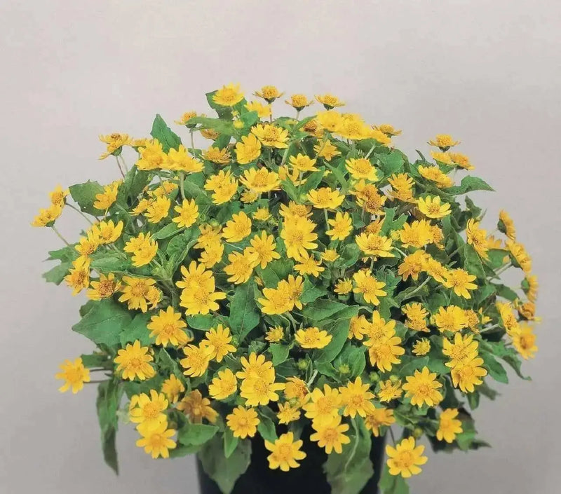 Melampodium Seeds (Melampodium Paludosum Golden Yellow) also known as medallion flower - Caribbean garden seed