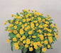 Melampodium Seeds (Melampodium Paludosum Golden Yellow) also known as medallion flower - Caribbean garden seed