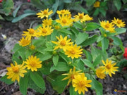 Melampodium Seeds (Melampodium Paludosum Golden Yellow) also known as medallion flower - Caribbean garden seed