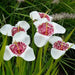 Mexican Shell Flower BULBS, Tigridia WHITE - Caribbean garden seed