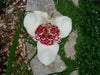 Mexican Shell Flower BULBS, Tigridia WHITE - Caribbean garden seed