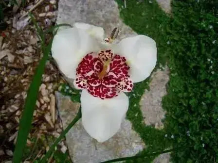 Mexican Shell Flower BULBS, Tigridia WHITE - Caribbean garden seed