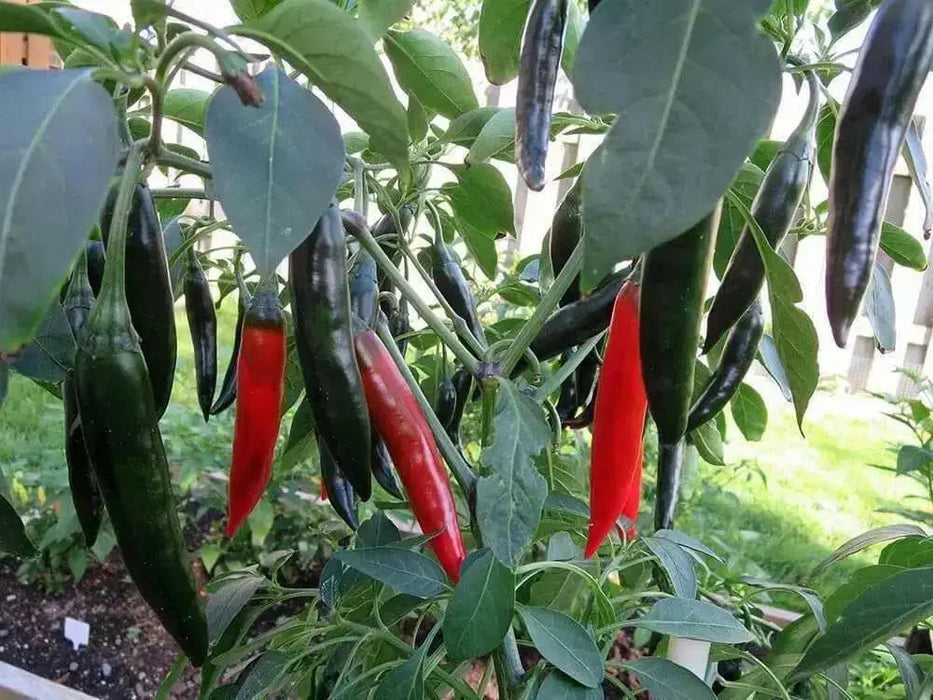 Medium  Hot Pepper seeds, (Capsicum annuum ) HEIRLOOM Prik Chi Faa, Chili- Asian Vegetable - Caribbean garden seed
