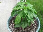 Medium  Hot Pepper seeds, (Capsicum annuum ) HEIRLOOM Prik Chi Faa, Chili- Asian Vegetable - Caribbean garden seed