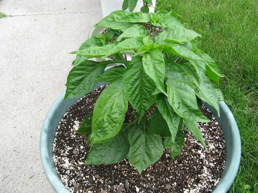 Medium  Hot Pepper seeds, (Capsicum annuum ) HEIRLOOM Prik Chi Faa, Chili- Asian Vegetable - Caribbean garden seed