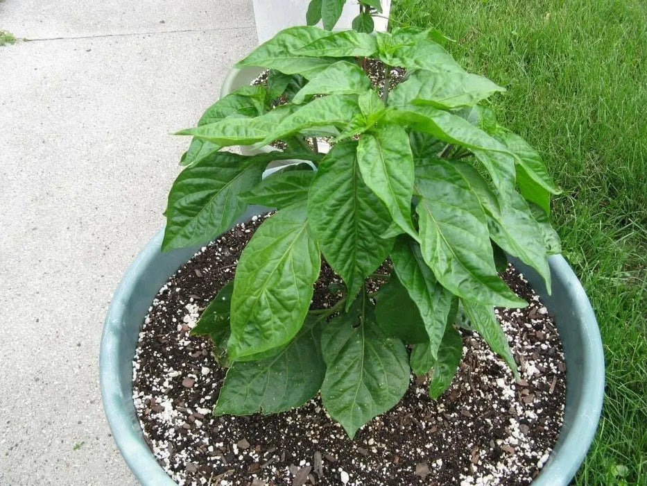 Medium  Hot Pepper seeds, (Capsicum annuum ) HEIRLOOM Prik Chi Faa, Chili- Asian Vegetable - Caribbean garden seed