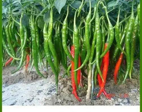 Medium  Hot Pepper seeds, (Capsicum annuum ) HEIRLOOM Prik Chi Faa, Chili- Asian Vegetable - Caribbean garden seed