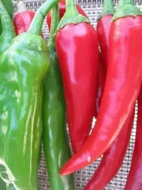 Medium  Hot Pepper seeds, (Capsicum annuum ) HEIRLOOM Prik Chi Faa, Chili- Asian Vegetable - Caribbean garden seed