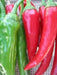 Medium  Hot Pepper seeds, (Capsicum annuum ) HEIRLOOM Prik Chi Faa, Chili- Asian Vegetable - Caribbean garden seed