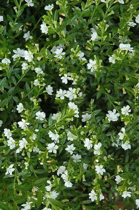 Mexican Heather, WHITE (LIVE STARTER PLANT)  flowering SHRUB - Caribbean garden seed