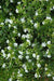 Mexican Heather, WHITE (LIVE STARTER PLANT)  flowering SHRUB - Caribbean garden seed