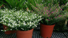 Mexican Heather, WHITE (LIVE STARTER PLANT)  flowering SHRUB - Caribbean garden seed